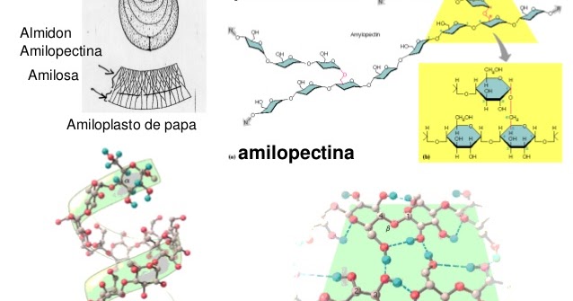 estructura de la amilosa y amilopectina pdf