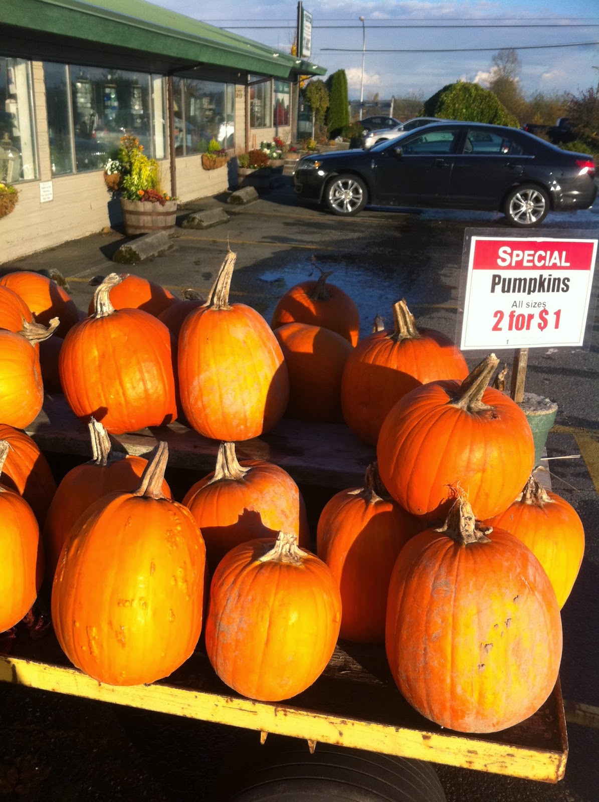 Essayeh Pumpkins for sale cheap