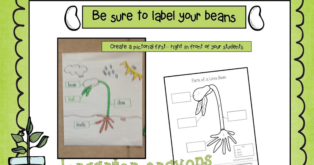 Kindergarten Crayons Please Label Your Parts... A Lima Bean Pictorial