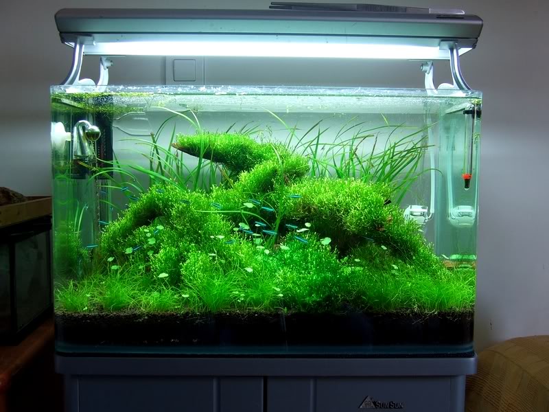 aquascape yang indah foto dekorasi aquascape indah bisnis borneo belajar aquascape yang indah foto dekorasi aquascape indah bisnis borneo belajar