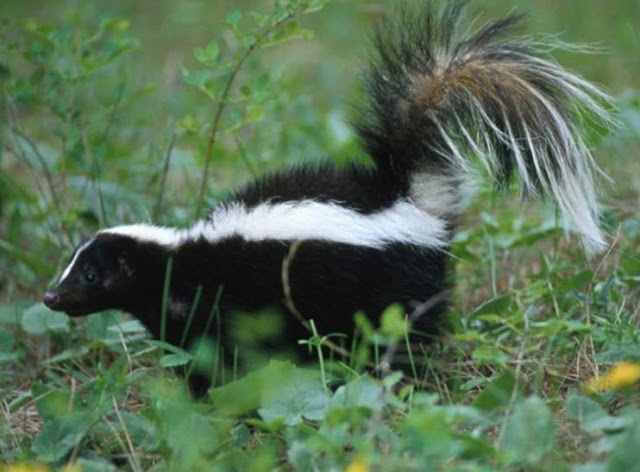 animal you skunk animal you skunk