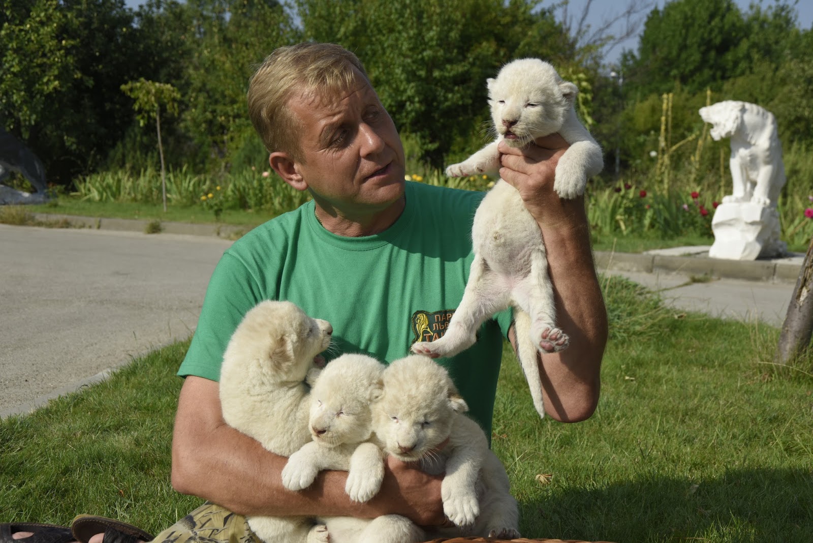 белые львята