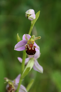 Bee Orchid (Orchis apifera)