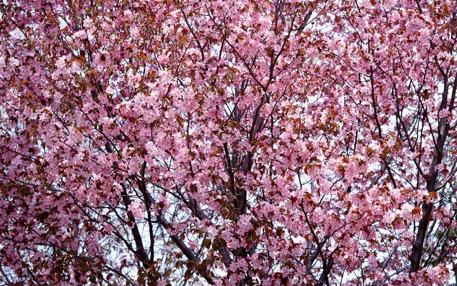 Mavis Fitzpatrick: cherry blossom flower wallpaper