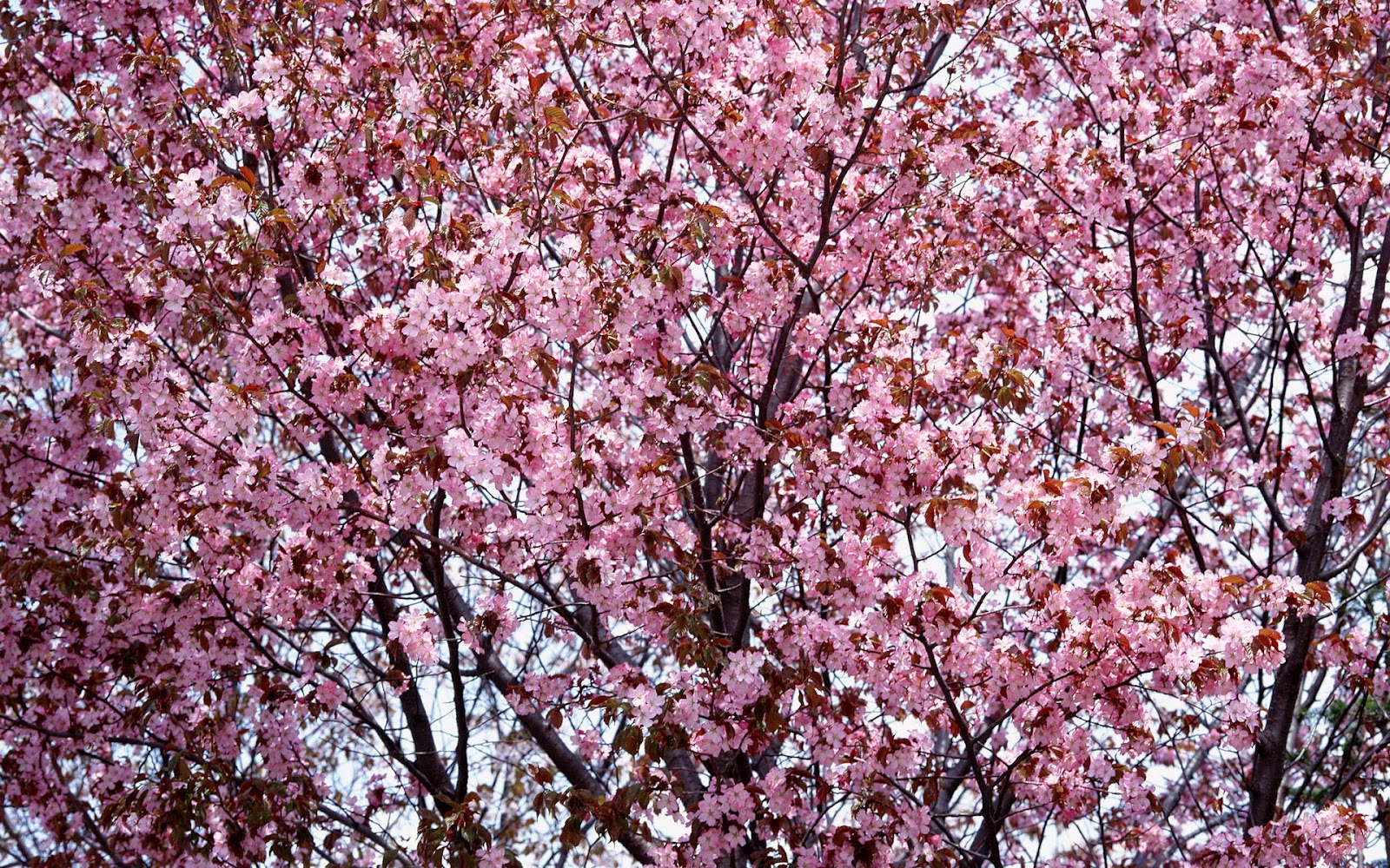 Wallpapers: Cherry blossom