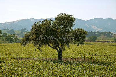 Beringer Knights Valley Vineyard