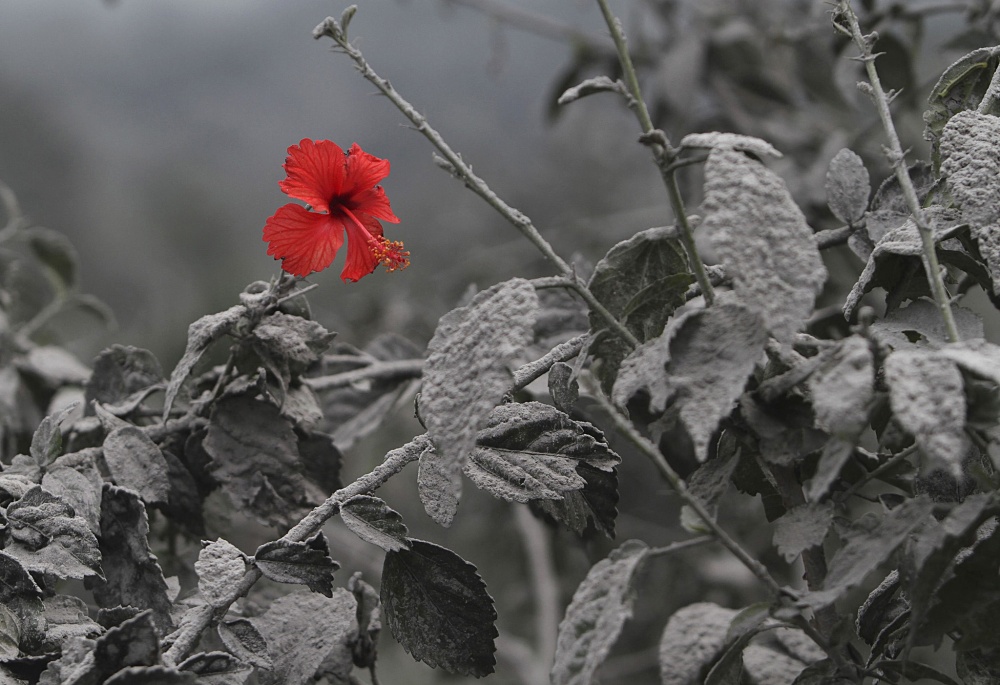 Flor nasce depois de uma erupção vulcânica na Ilha de Sumatra Flor nasce depois de uma erupção vulcânica na Ilha de Sumatra