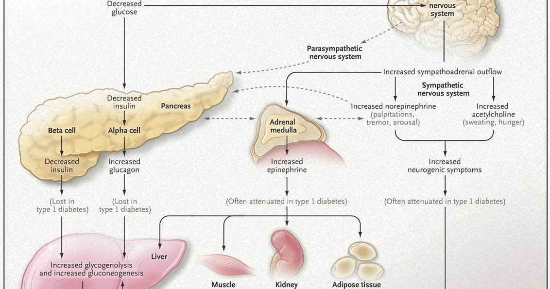 Mecanismos de Hipoglucemia asociada a insuficiencia Mecanismos de Hipoglucemia asociada a insuficiencia