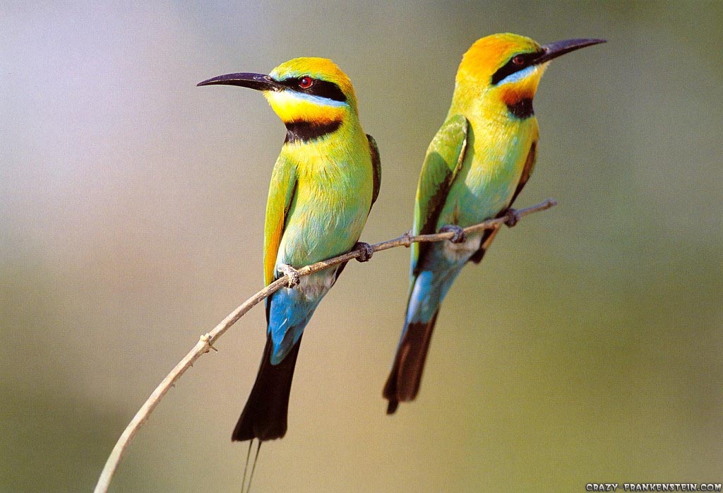 birds wallpaper. Beautiful Birds Wallpapers