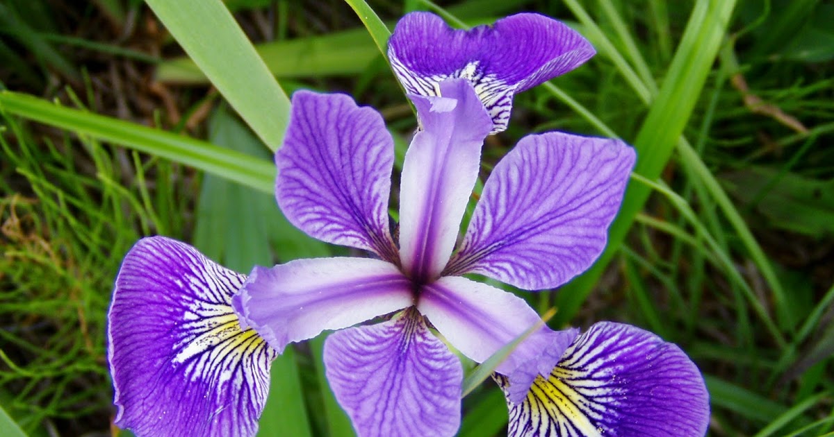 mil gracias Deadheading the irises