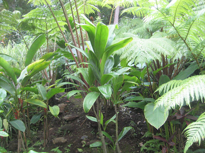 Hawaiian Ti Leaf