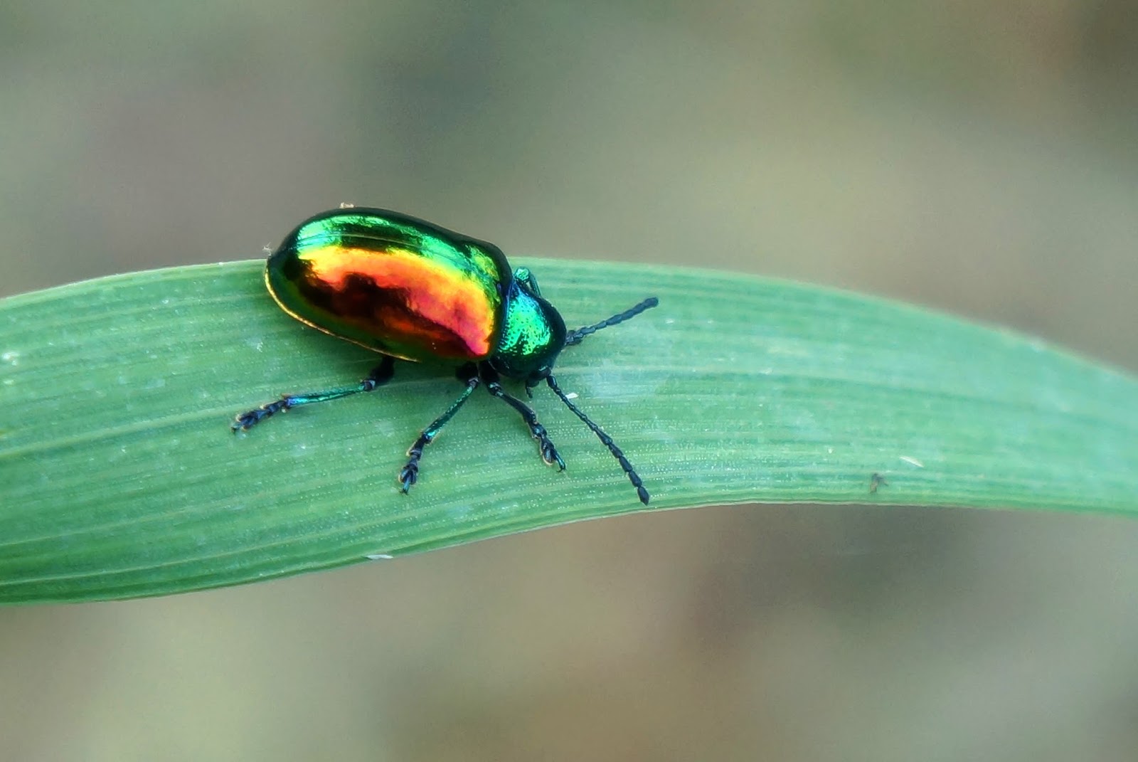 Eeyore's Ramblins Beetle Glow