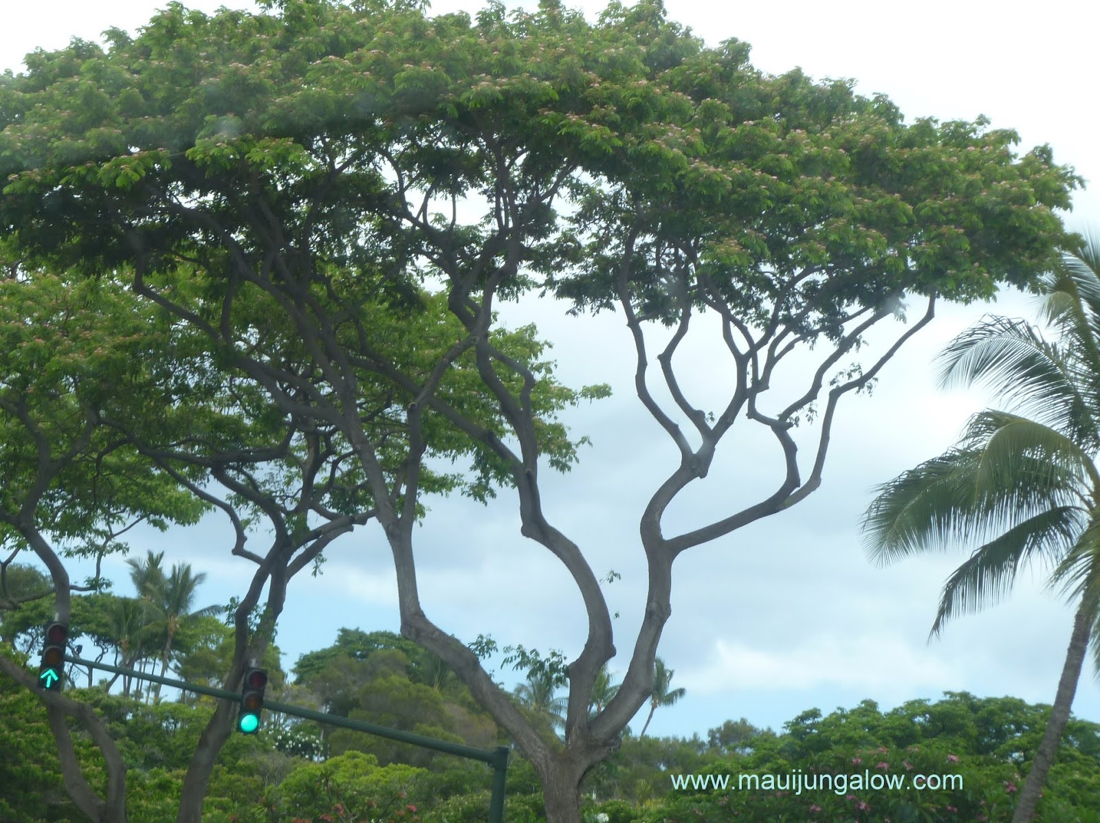 Maui Jungalow Monkeypod Trees
