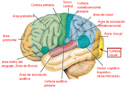 Resultado de imagen de cerebro humano