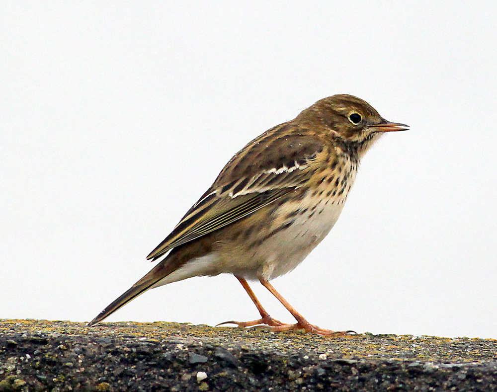 Another Bird Blog Spitting Images