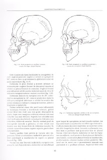 Ghitescu Anatomie Artistica Pdf Free