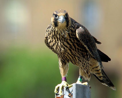 Peregrine falcon ~ juvenile