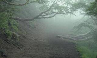 Aokigahara Forest Ghosts