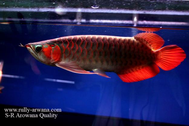 KELOMPOK PERIKANAN DAN PETERNAKAN "LOH JINAWI" Gambar