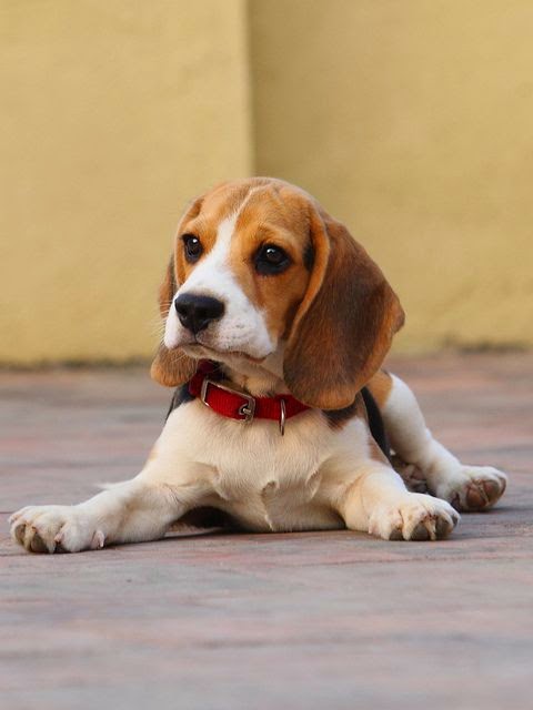 living breed puppy and top 5 living breeds living breed puppy and top 5 living breeds