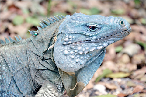 Info-Junction Blog: Blue Iguana