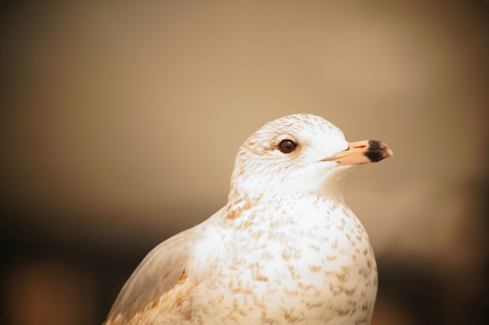 4 royalty free picture of a bird - 1 million free pictures