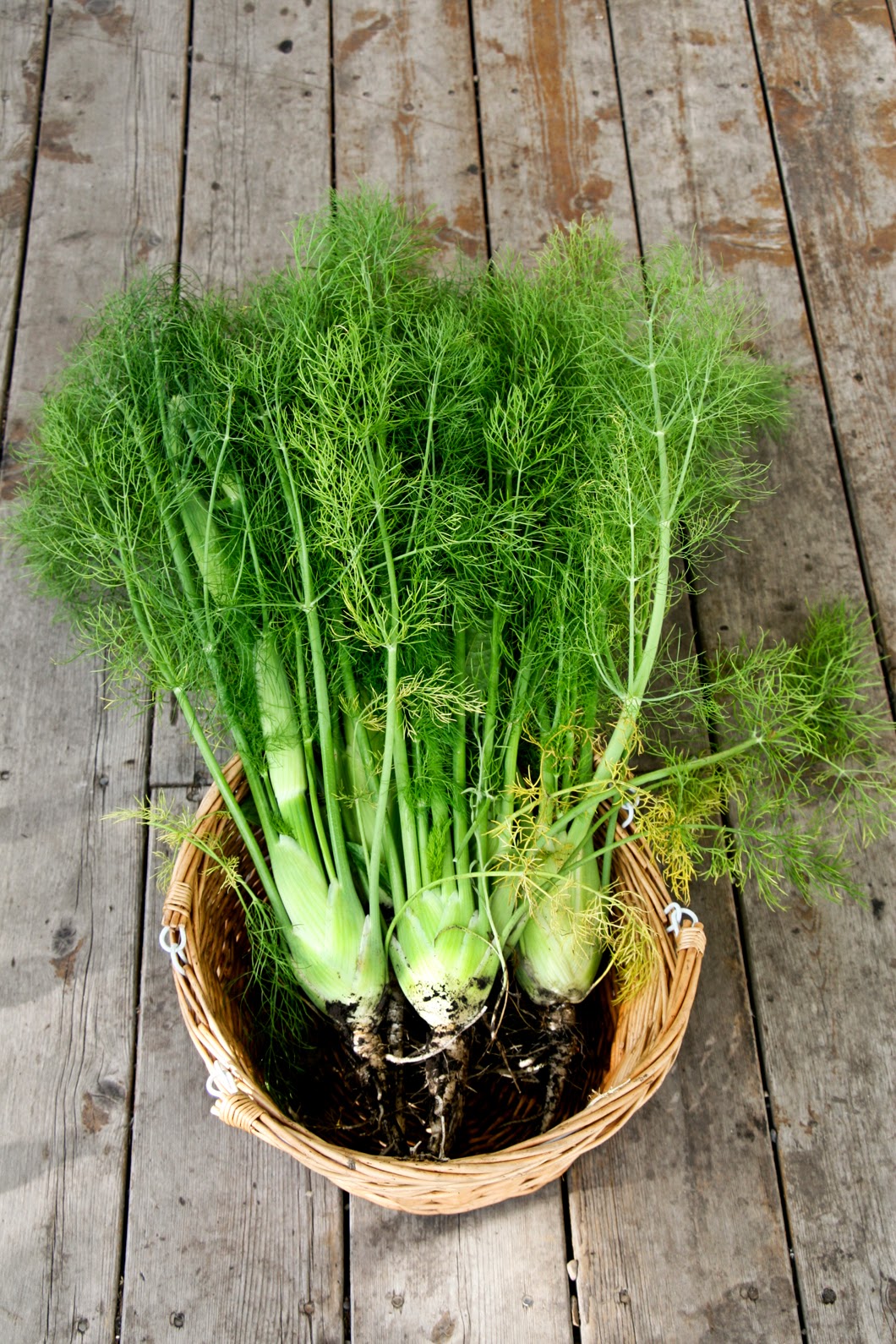 Our Little Haus On The Prairie Fennel, Potato and White Bean Soup