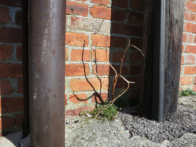 Dead twig rising from small green leaves between a metal pole and a wooden pole in front of a red brick wall