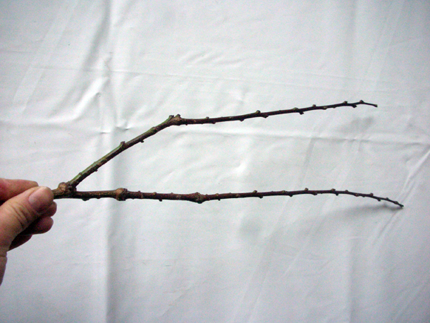 Future Plants By Randy Stewart Cotoneaster