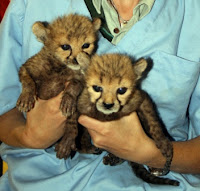 baby cheetah