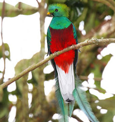 Resplendent quetzal.  Happy Holidays to all from a very gorgeous and festive bird.