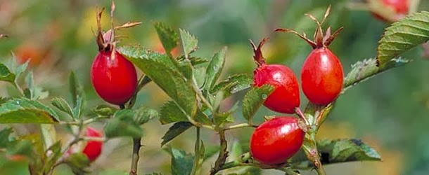 E' ormai tempo di rosa canina