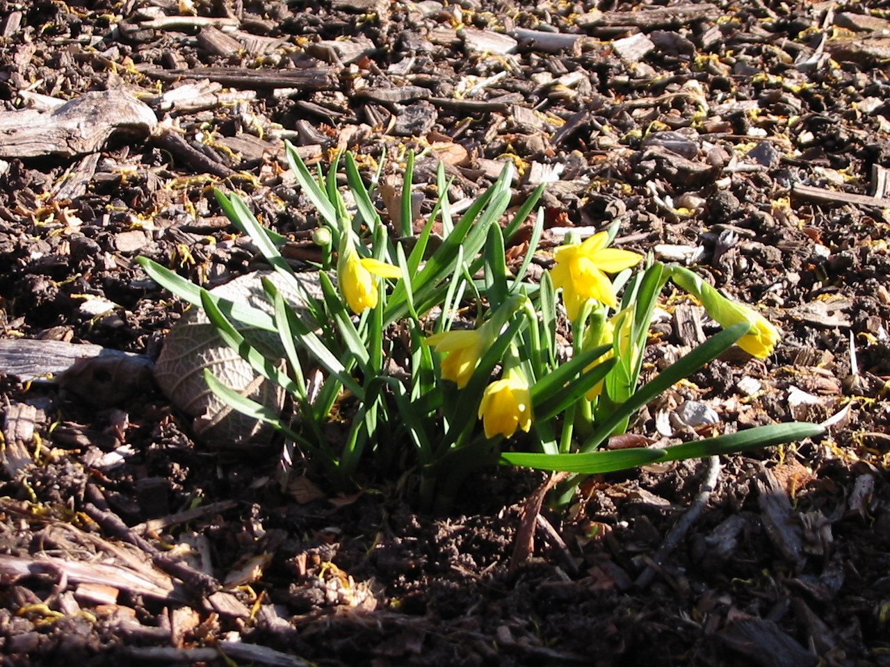 Jane Kelley MAKING FERTILE GROUND