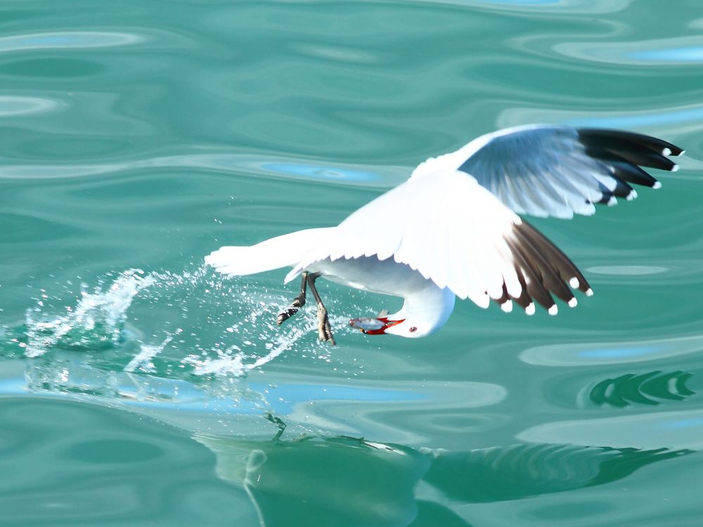 Birding Is Fun!: GULLS OF SPAIN - GAVIOTAS DE ESPAÑA