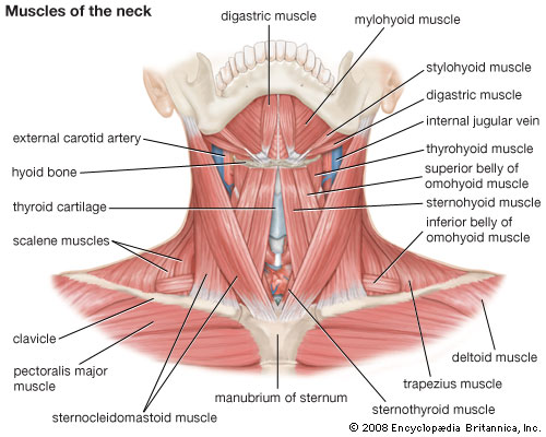 The neck/الرقبة/颈部(Jǐng bù) | Step by step into english in English