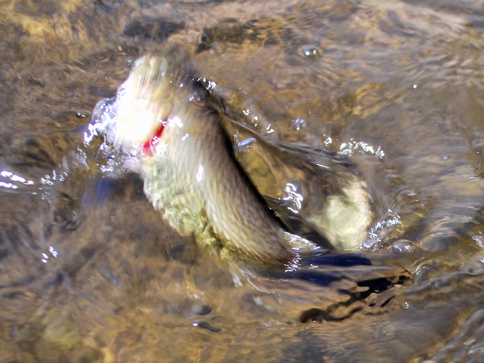 Litton's Fishing Lines Salmon Eggs Over Power Bait and Worms for Trout