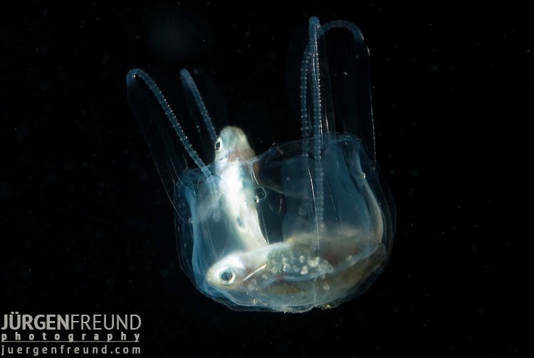 The Evolution of Venom Cnidarians and the Evolution of Nematocysts