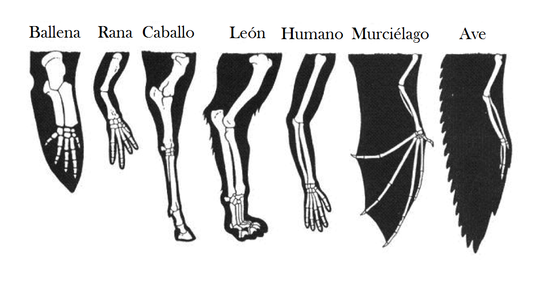 Detrás del Código La redefinición de homología—William Dembski