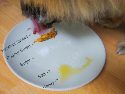 Why do dogs lick? taste test