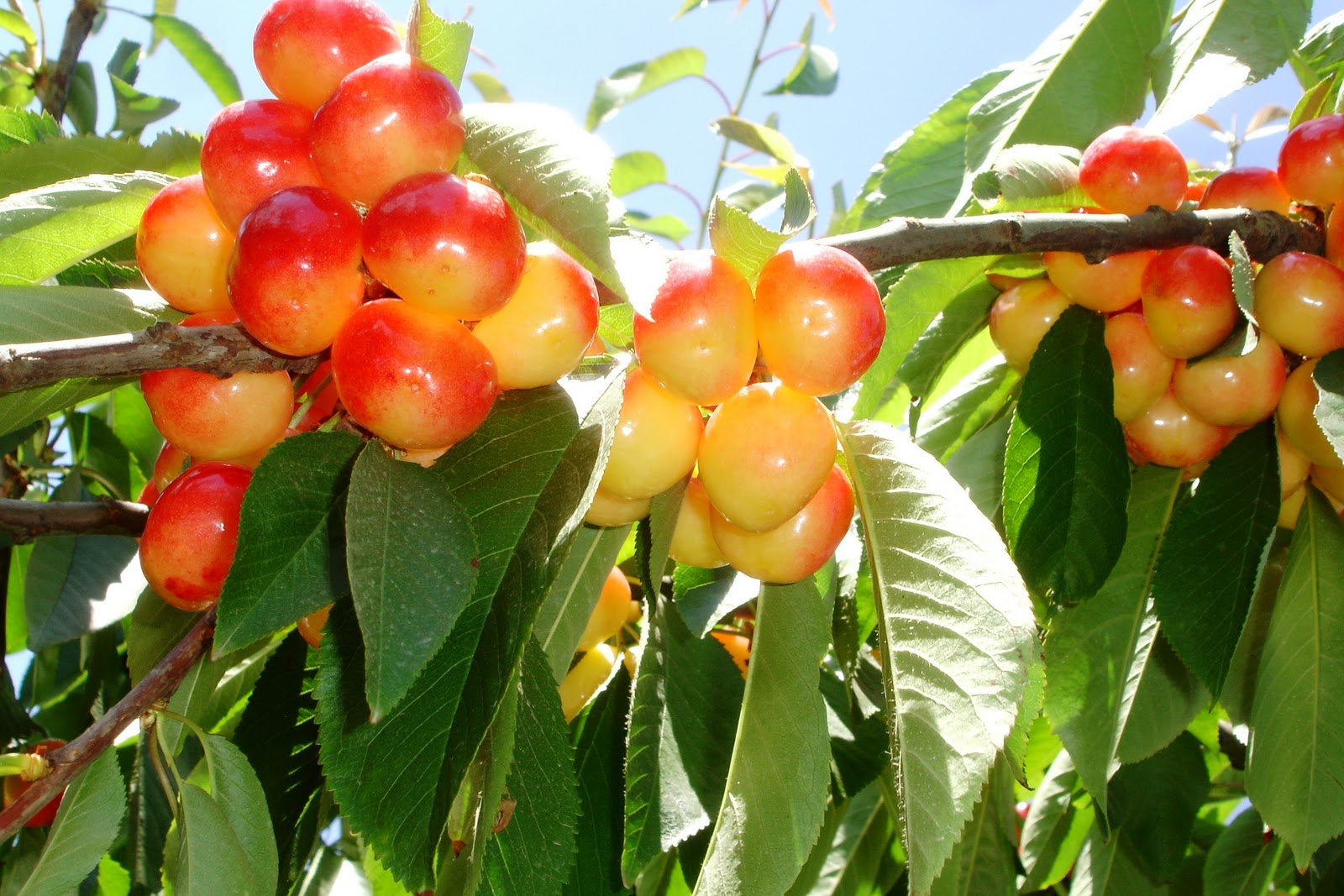 The PRODUCE BLOG by Rick Chong how to buy fresh fruit and vegetables...