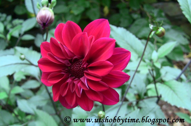 Red Dahlia photo