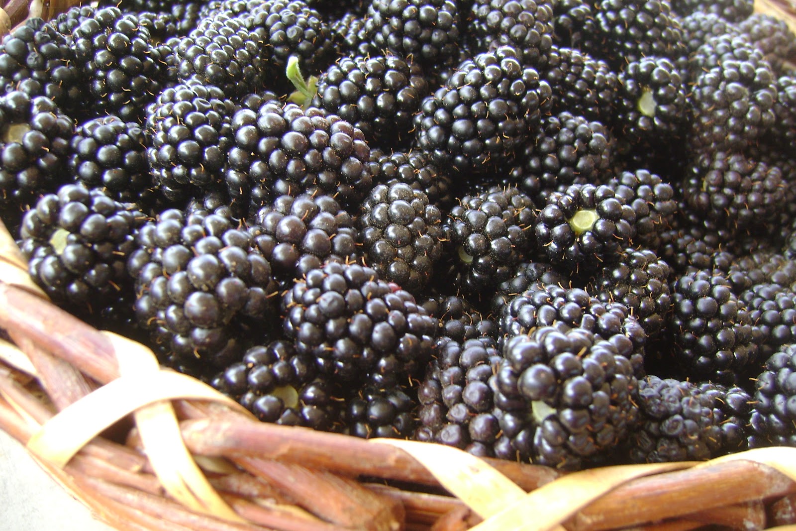 Gelée de Mûres (Jelly of blackberries) CONFITURES