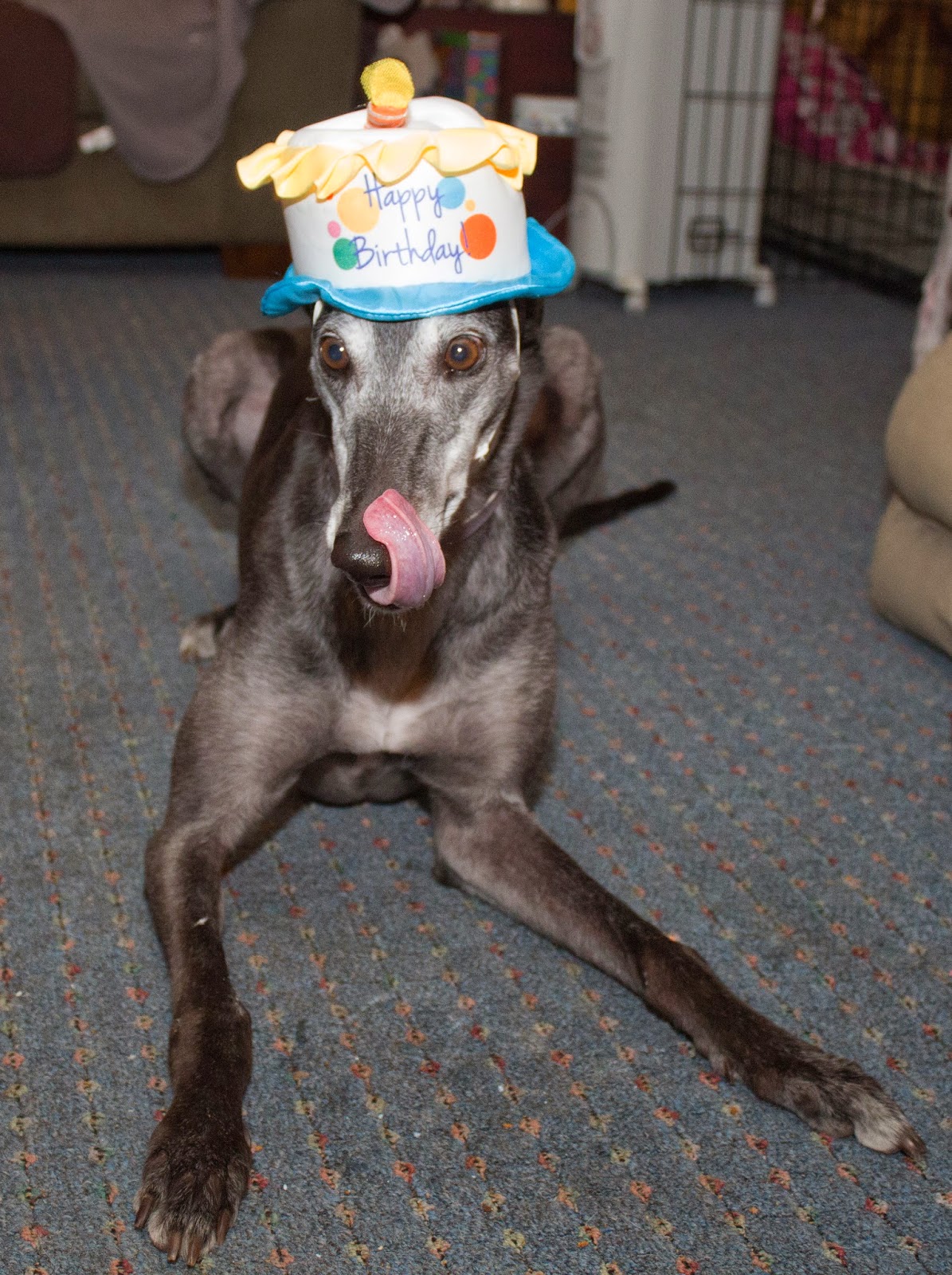 Bettina greyhound in her birthday hat