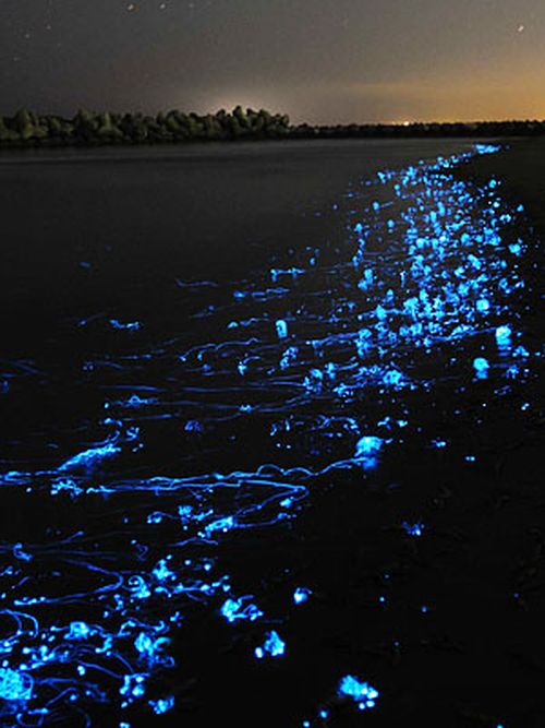 TECH HEIGHT: Glowing jellyfish in Japan