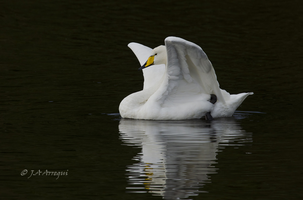 Cisne cantor, Cygnus cygnus, Whooper Swan Cisne cantor, Cygnus cygnus, Whooper Swan