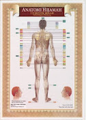 Anatomi Hijamah belakang