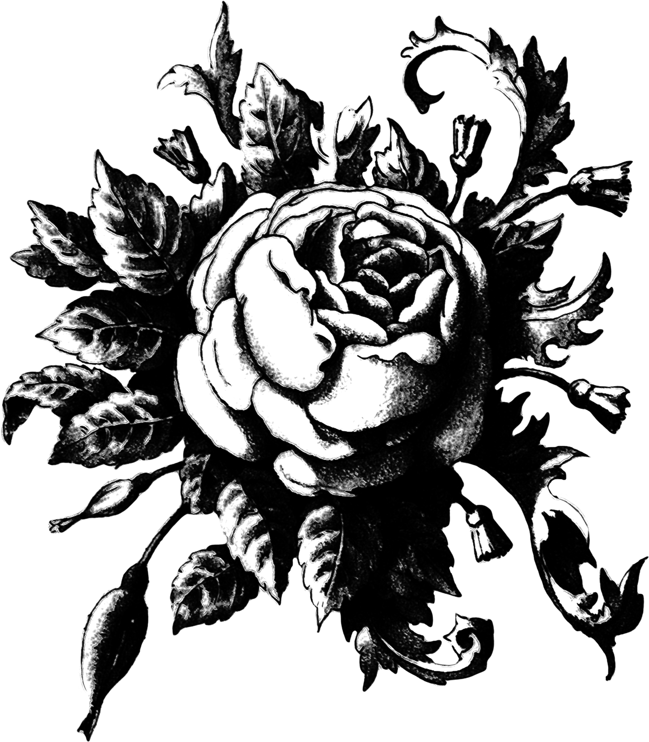 the graphic addict rose