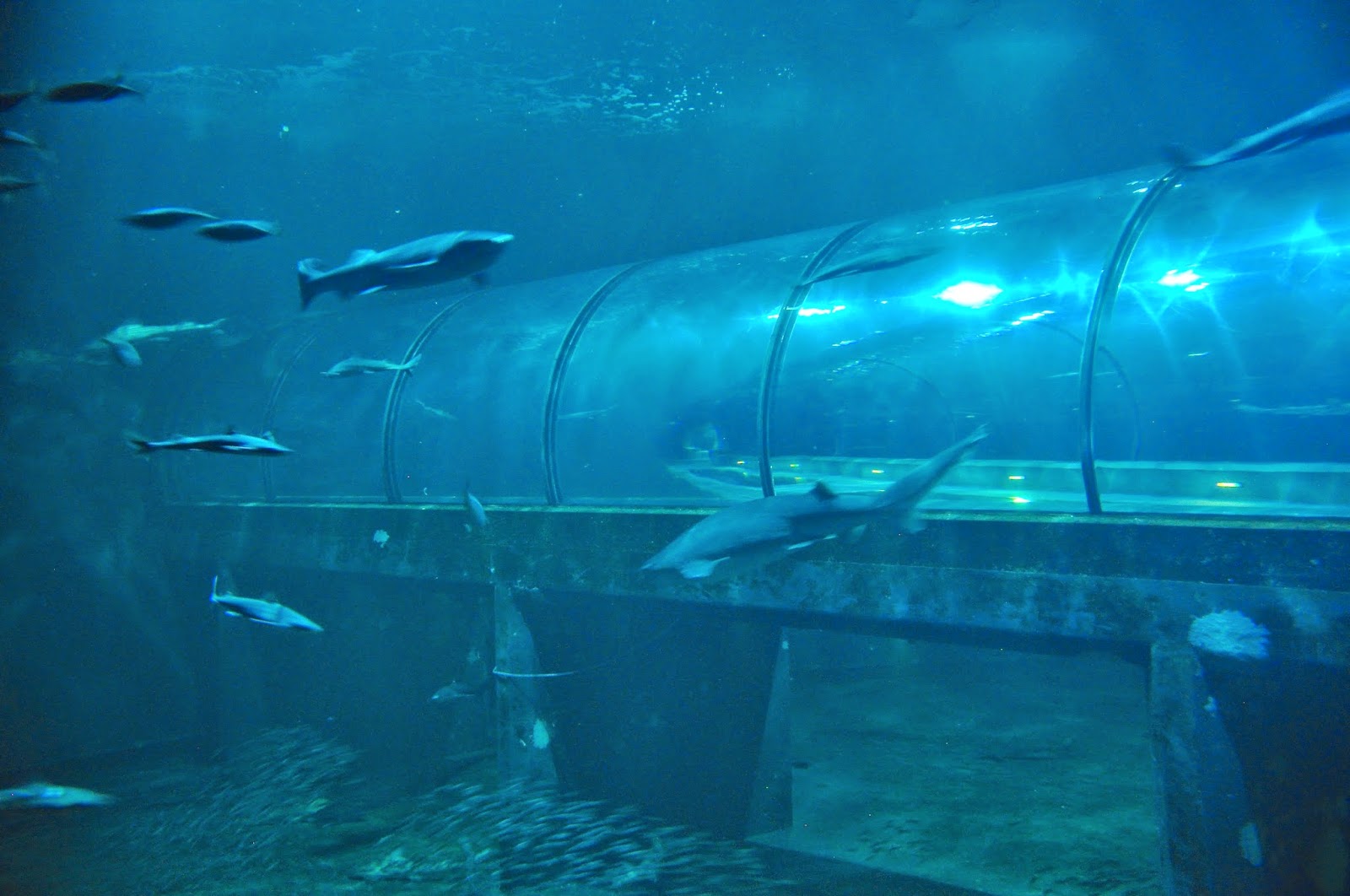 LuAnn Kessi A Night at the Aquarium...