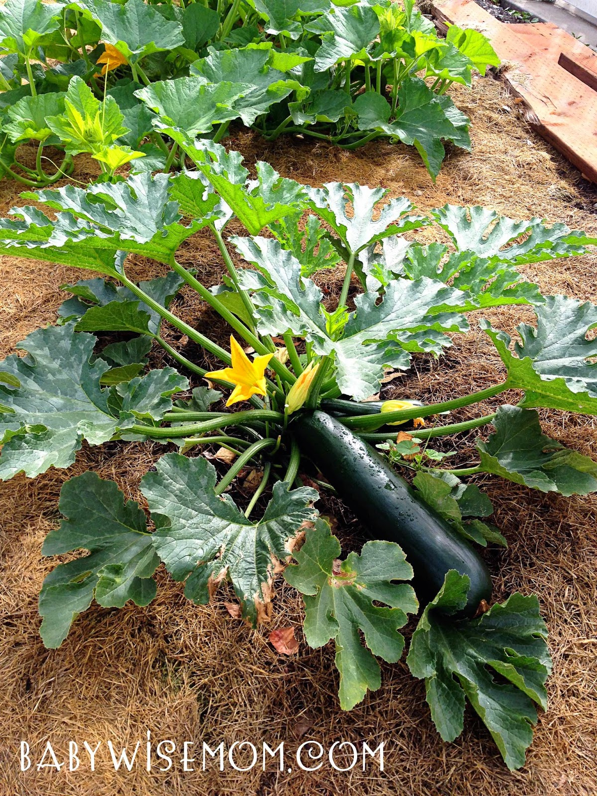 Growing Zucchini {Watch My Garden Grow Series} Chronicles of a