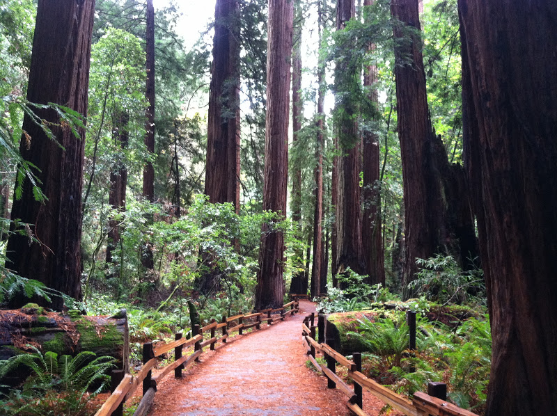 My Life With Cats 雨上がりの朝のミュアウッズ国定公園 Muir Woods After Rain